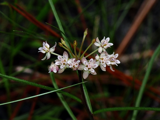 {Asclepias michauxii}